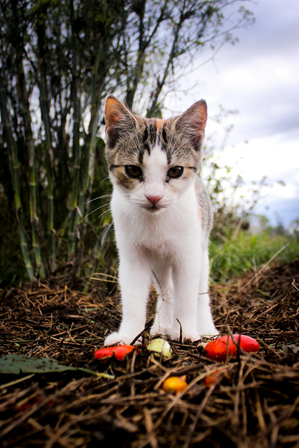 white and grey cat on brown dried leaves