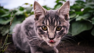silver tabby cat in tilt shift lens