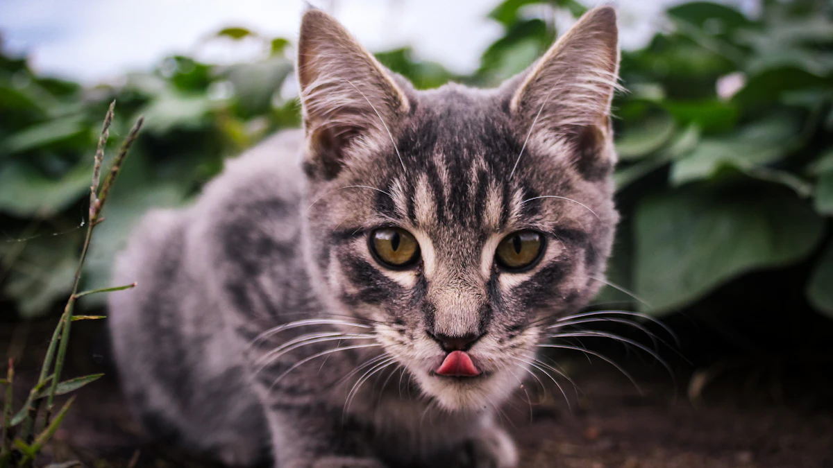 Gato comiendo de un comedero elevado sobre una base