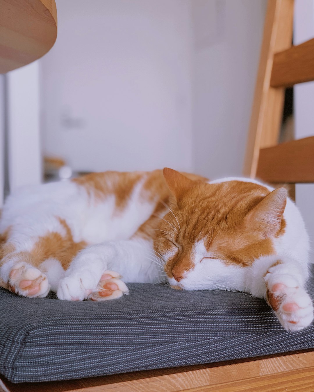 orange and white tabby cat lying on gray textile