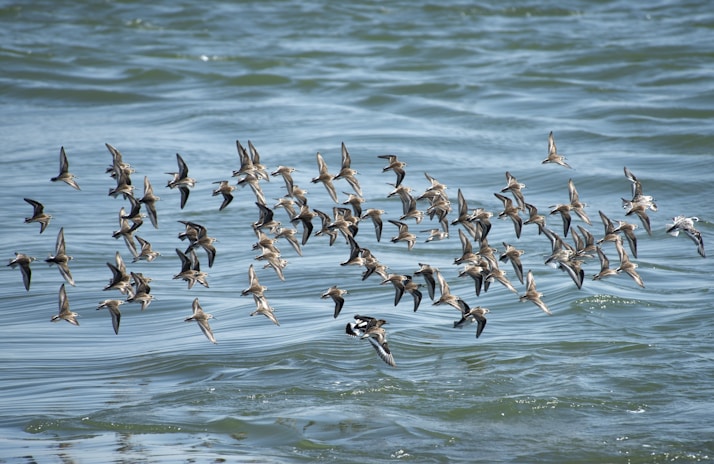 flock of birds flying over the water during daytime