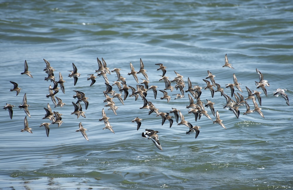 flock of birds flying over the water during daytime