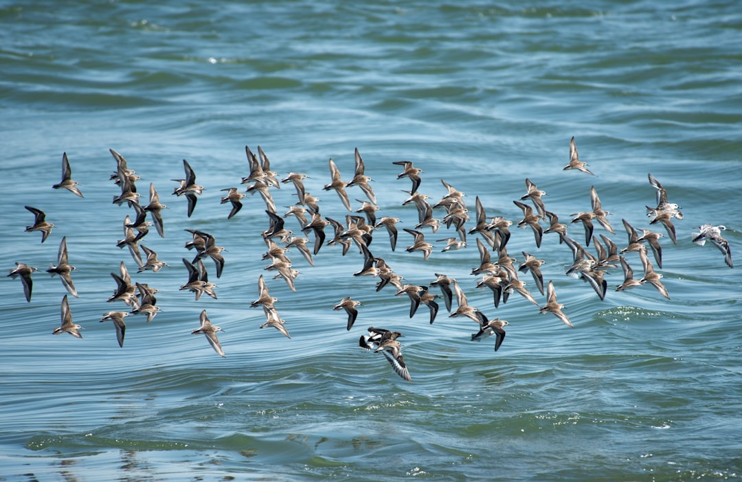 Wildlife photo spot Delta Richmond