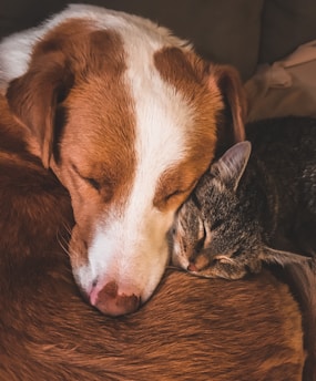 A happy dog and cat cuddling together in a cozy home setting.