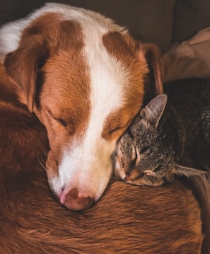 A happy dog and cat sitting side by side, enjoying a peaceful walk together.