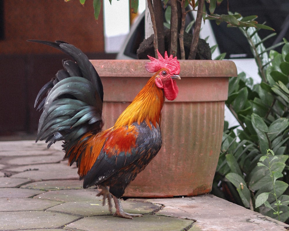 Figurine de coq noir et rouge