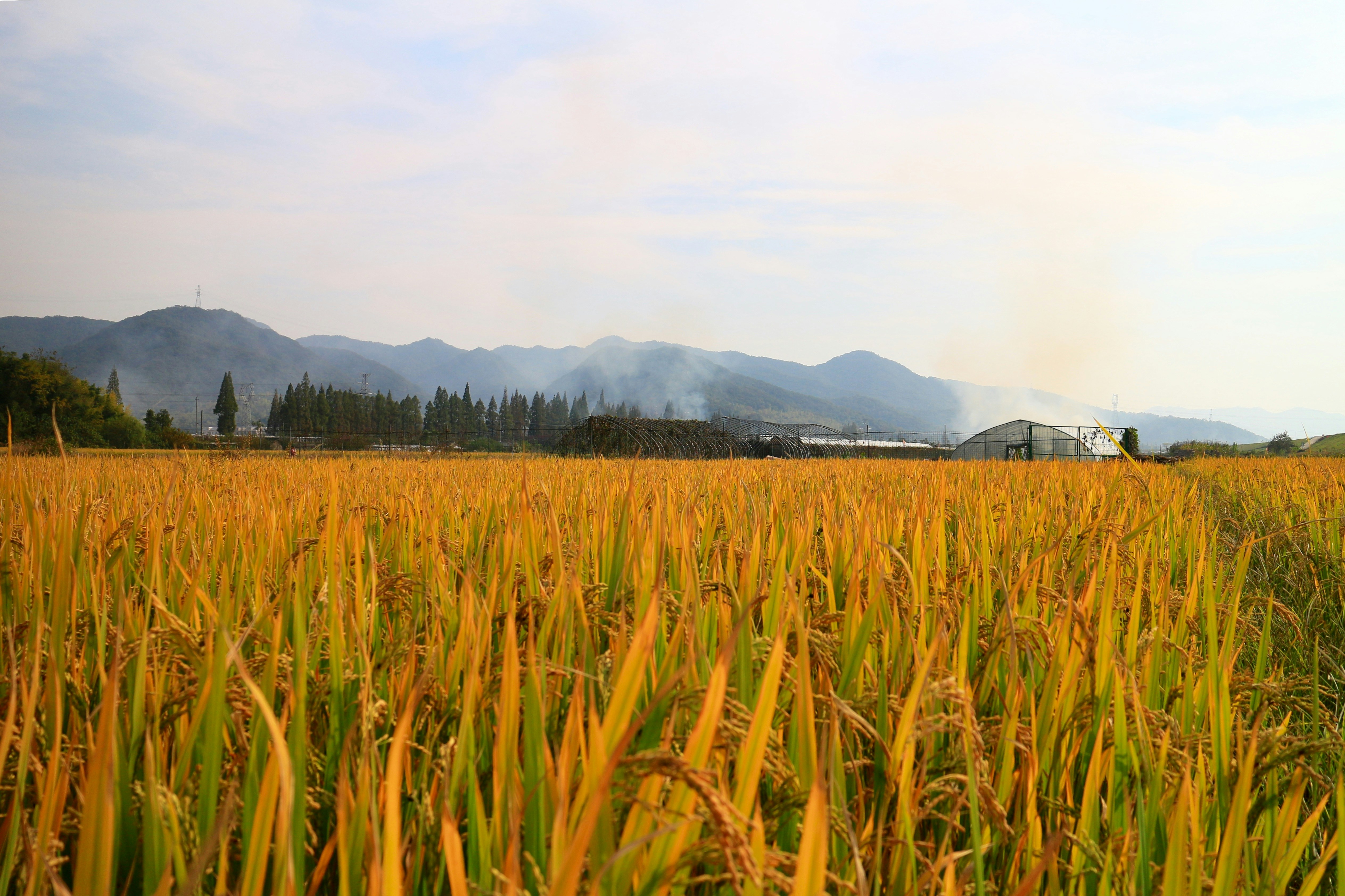 Writing Successful HEC NRPU Proposals: Securing Funding for Impactful Research in Agriculture and Biotechnology