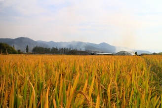 A vast field of golden rice plants stretches across the foreground, with tall mountains and trees lining the horizon. Smoke gently wisps into the sky from a small greenhouse structure set against the mountains, suggesting agricultural activity.