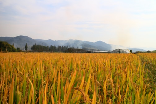 A vast field of golden rice plants stretches across the foreground, with tall mountains and trees lining the horizon. Smoke gently wisps into the sky from a small greenhouse structure set against the mountains, suggesting agricultural activity.