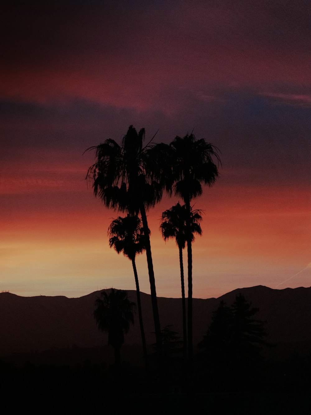 silhouette of palm trees during sunset