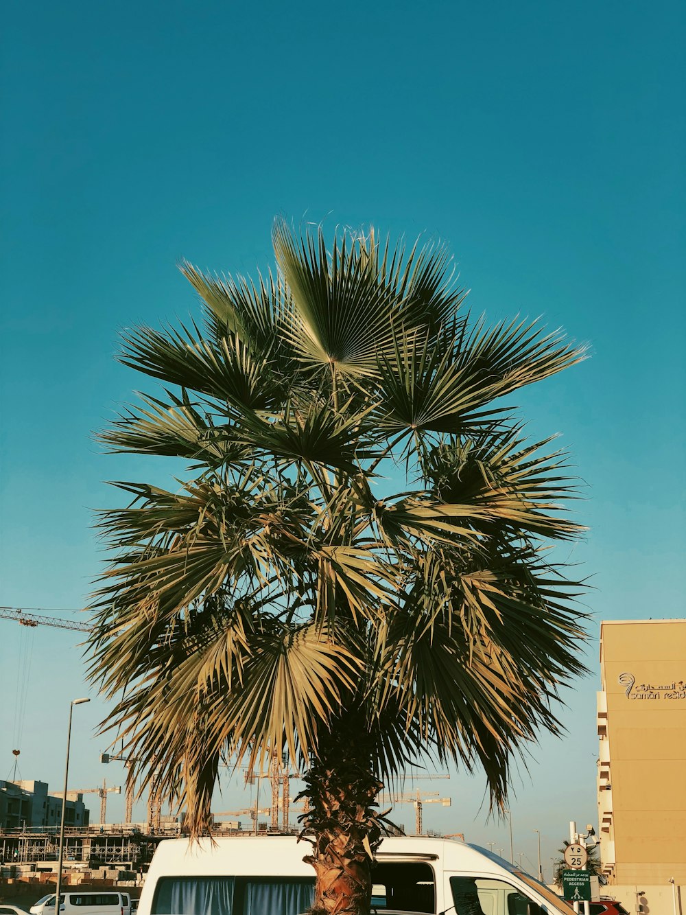 Grüne Palme unter blauem Himmel tagsüber