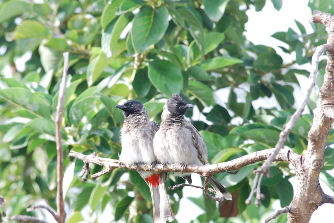 Wildlife photo spot Srirampura Coorg