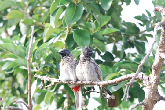 gray and black bird on tree branch during daytime in Srirampura India