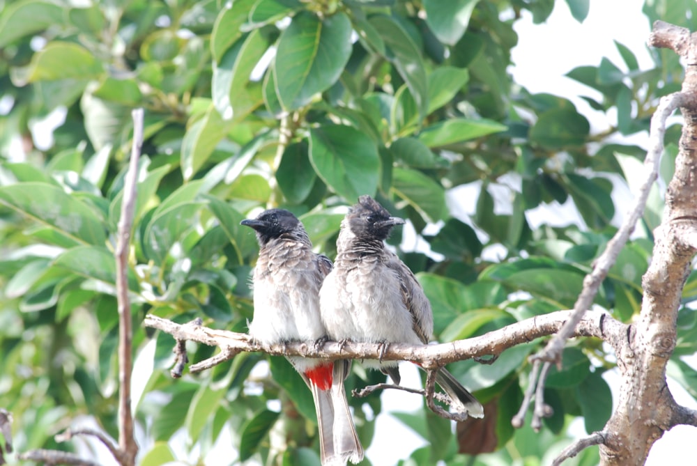 gray and black bird on tree branch during daytime