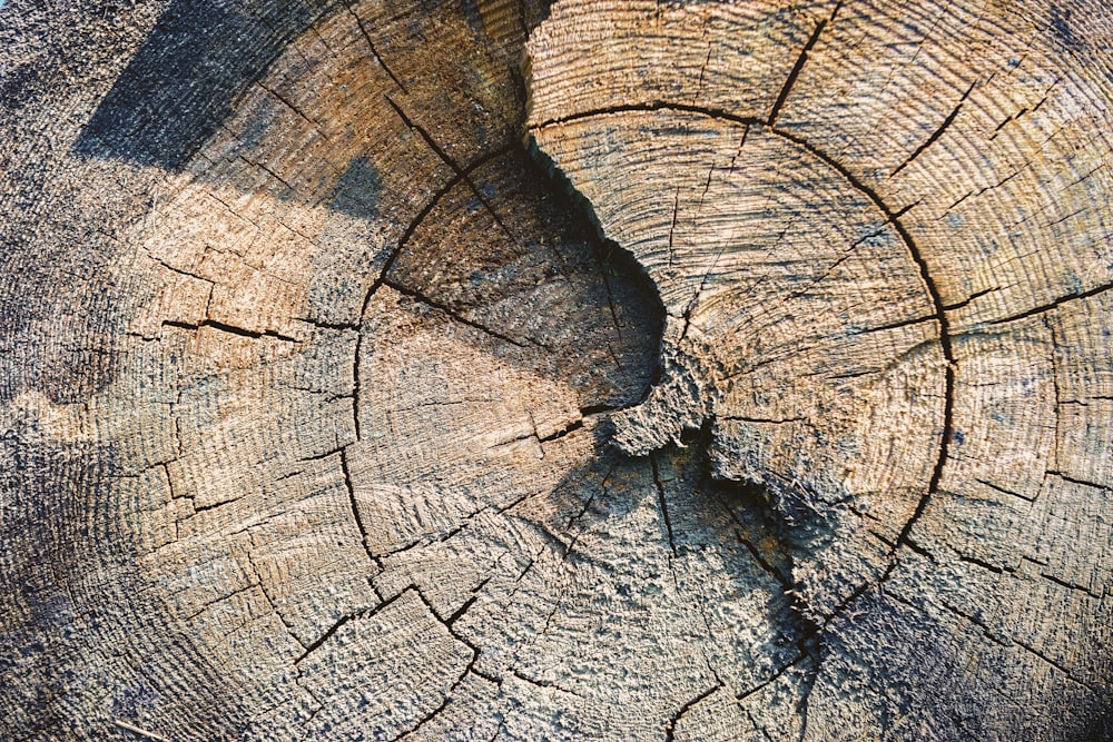 brown and black wood log