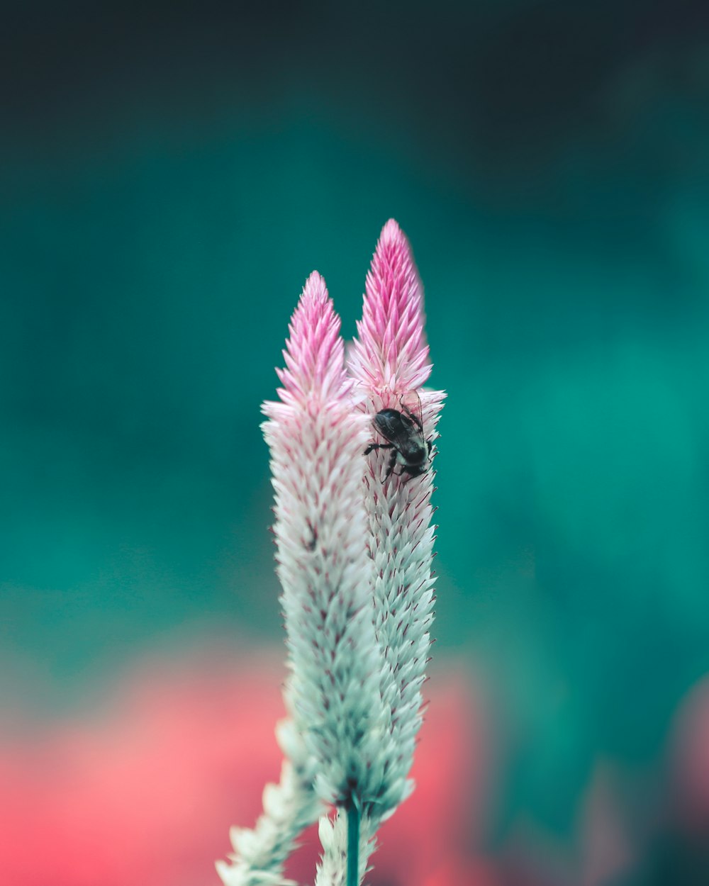 white and pink feather in close up photography
