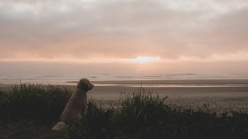 brown dog sitting on grass field during sunset