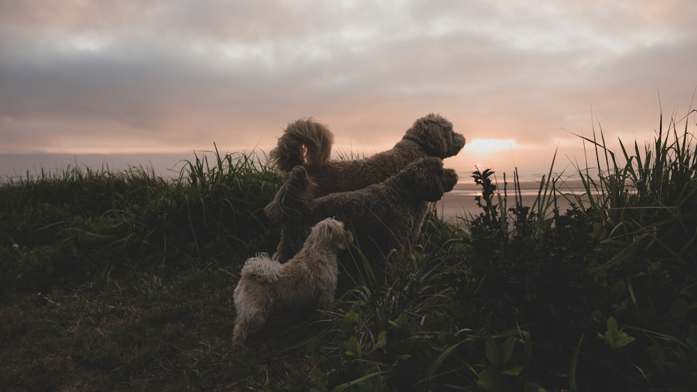 white long coated dog on green grass field during sunset