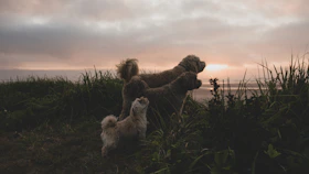 white long coated small dog on green grass field during sunset