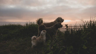 white long coated small dog on green grass field during sunset