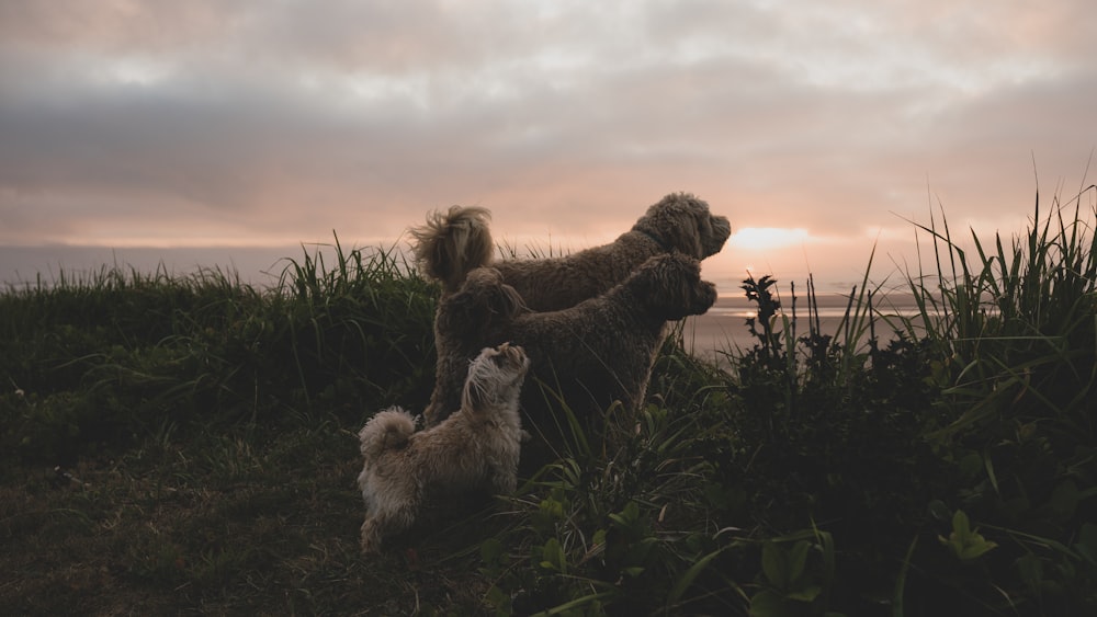 white long coated small dog on green grass field during sunset