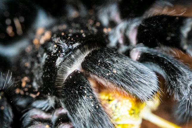 A close-up view of a tarantula, focusing on its hairy black legs and body. The details of the coarse hair and texture can be seen, with some specks of dirt visible on its fur. The image captures the intimate details of the tarantula's exoskeleton and surrounding environment.
