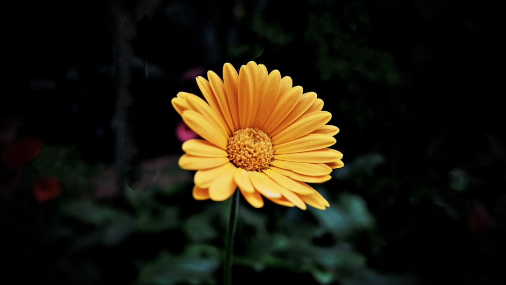 yellow flower in tilt shift lens