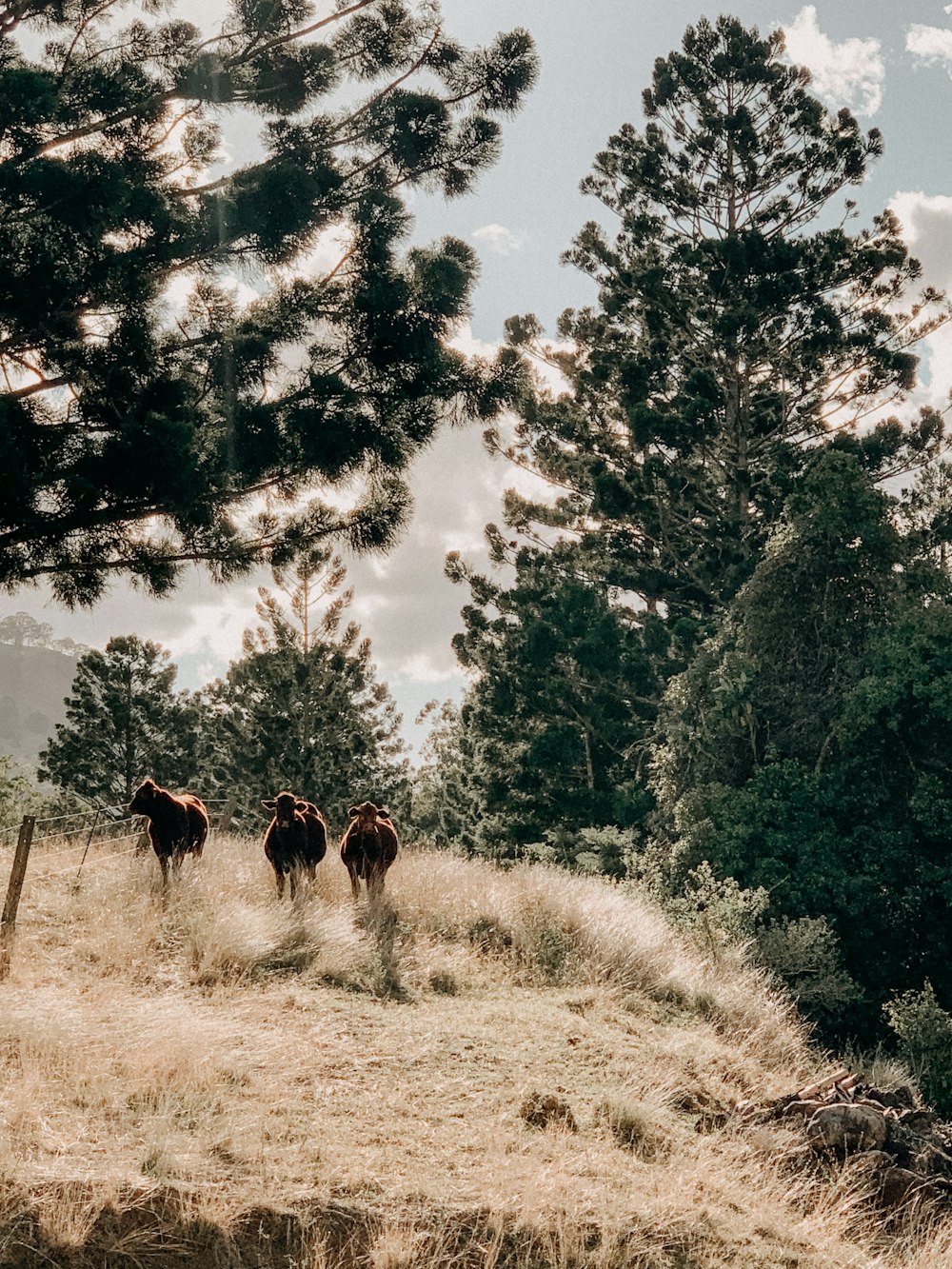 brown horses on brown grass field during daytime