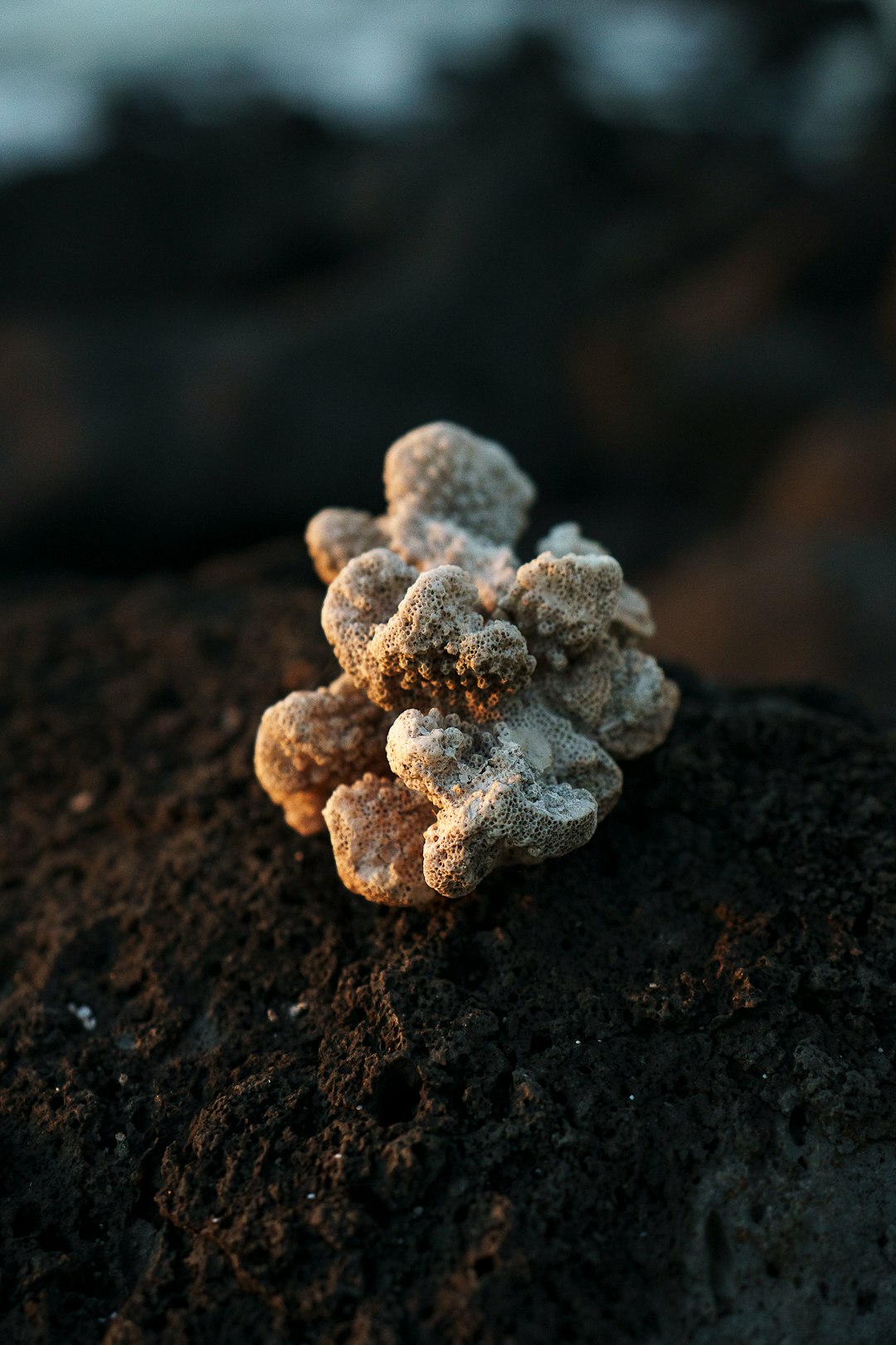 mushrooms that look like coral, coral mushroom, white and brown flower on brown soil