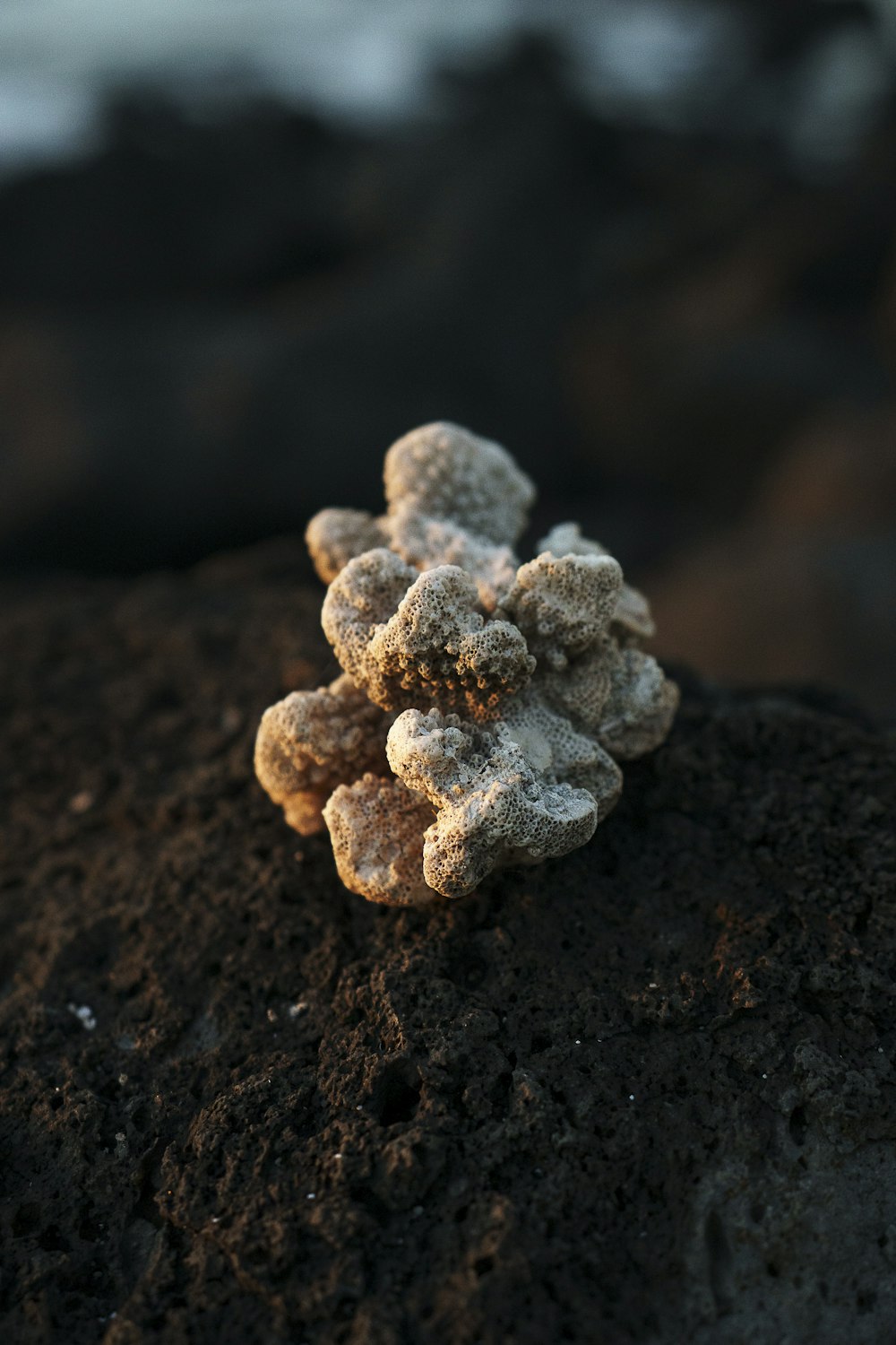 white and brown flower on brown soil