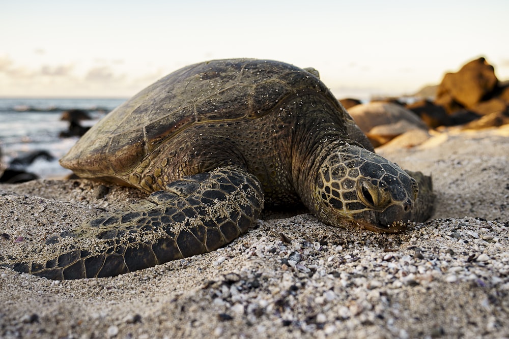 brown and black turtle on white sand during daytime