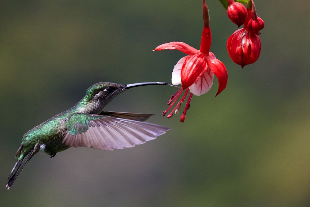 grüner und brauner Kolibri fliegen