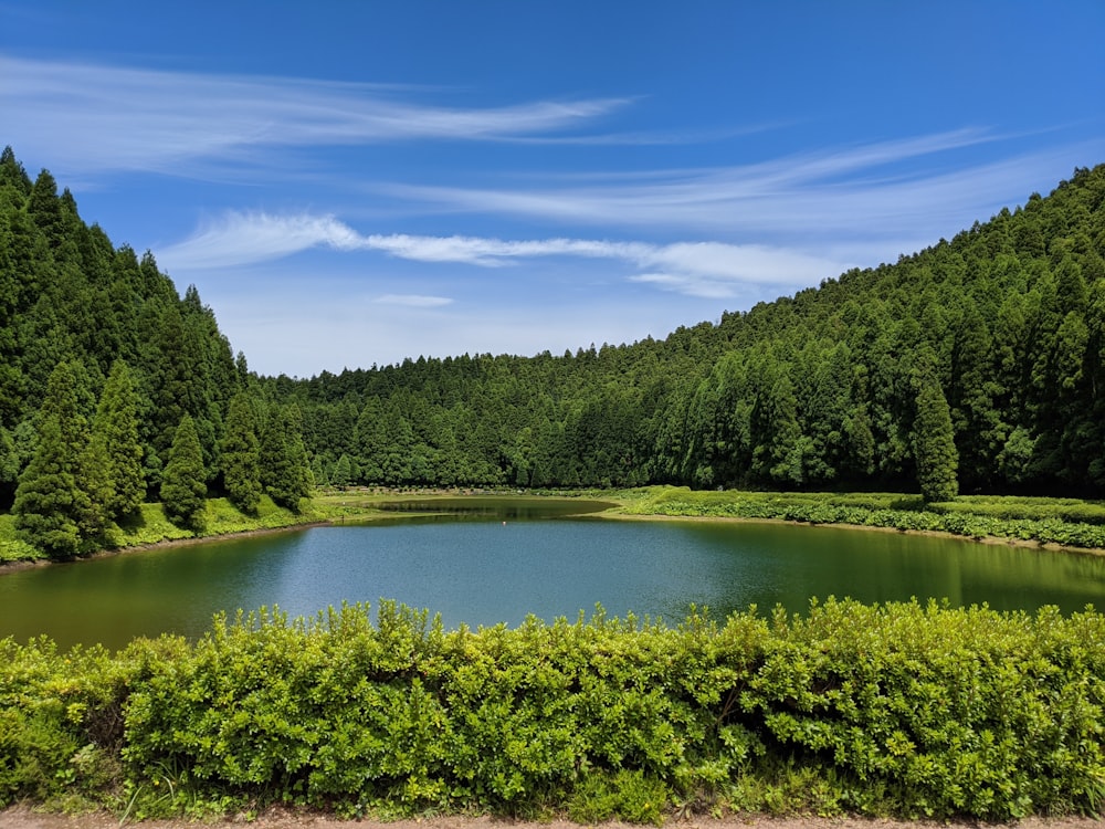 green trees near lake under blue sky during daytime