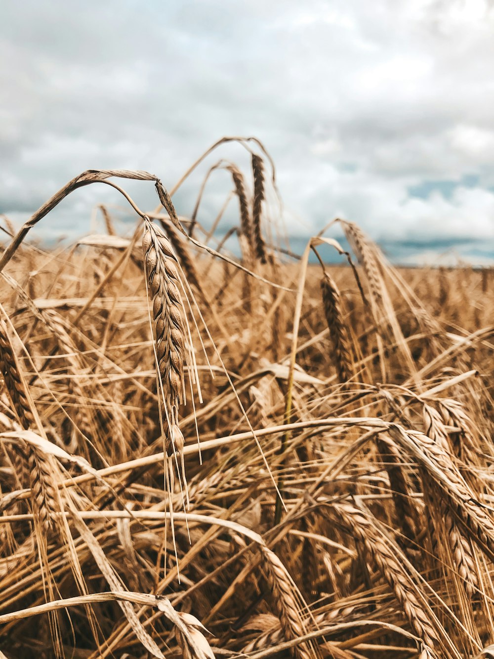 brown wheat field under white clouds and blue sky during daytime