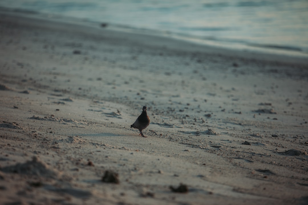 black and white bird on beach shore during daytime