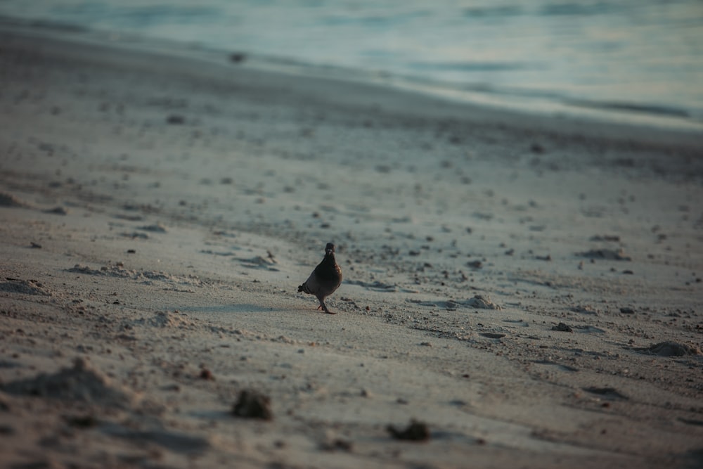 pássaro preto e branco na costa da praia durante o dia
