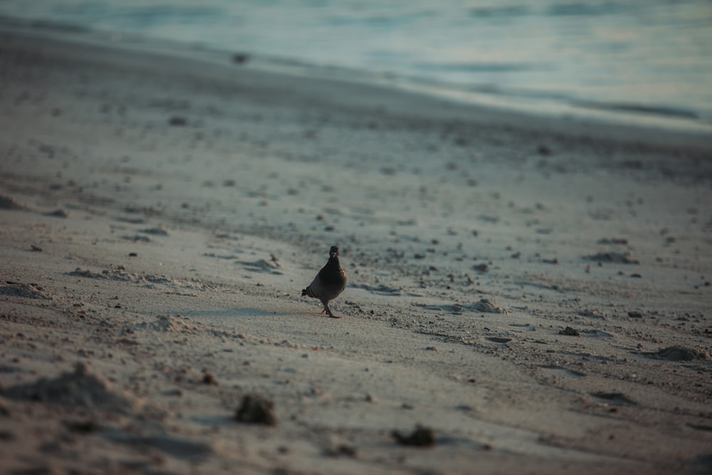 Schwarzer und weißer Vogel am Strandufer tagsüber