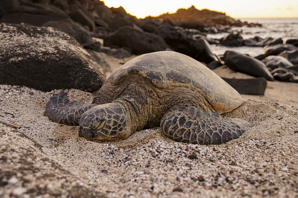 black and brown turtle on white sand during daytime