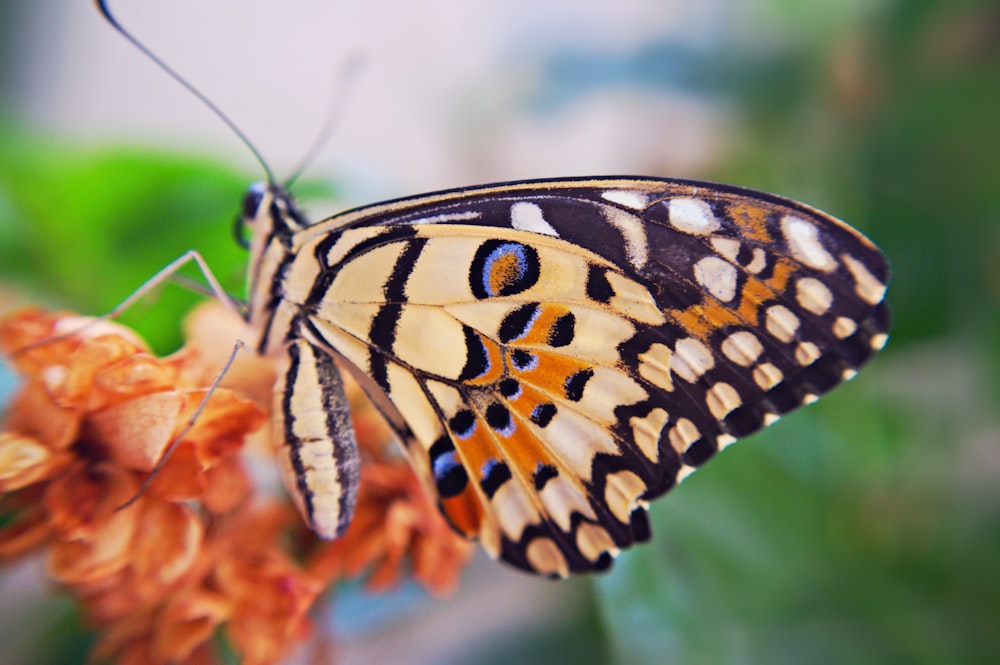 black and yellow butterfly perched on orange flower in close up photography during daytime