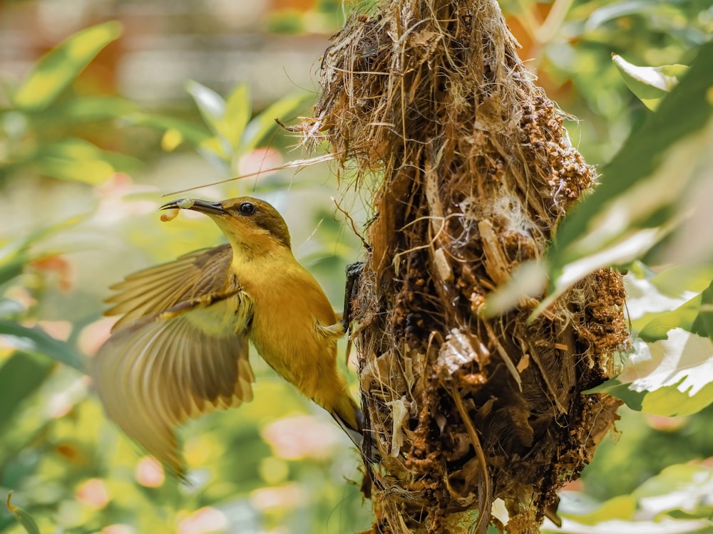 pájaro amarillo en nido marrón durante el día