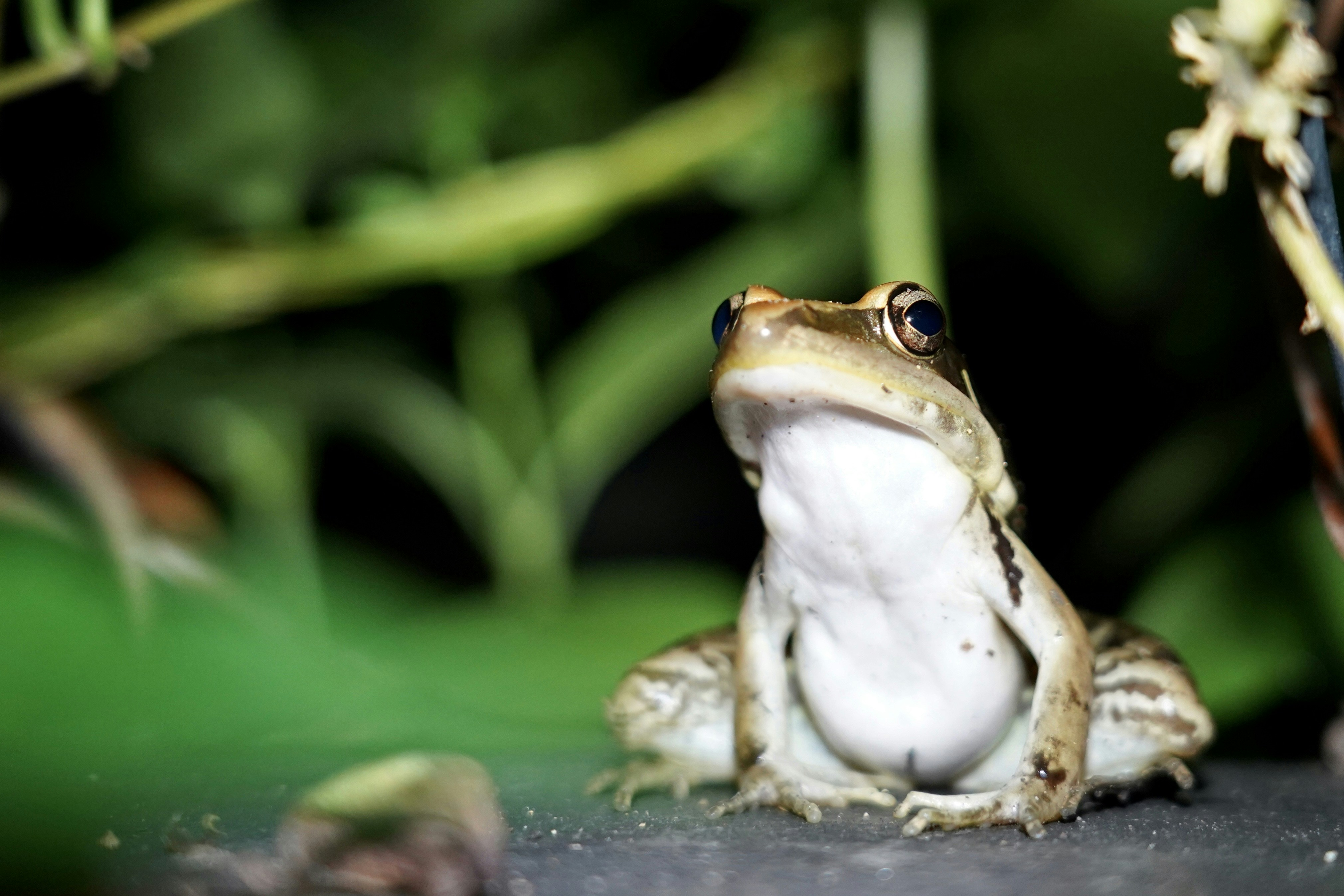 green frog on green leaf photo u2013 Free Green Image on Unsplash