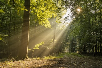 Sunlight streaming through trees in a forest symbolizing renewal strength and natural recovery