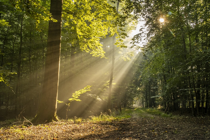 Sunlight streaming through trees in a forest symbolizing renewal strength and natural recovery