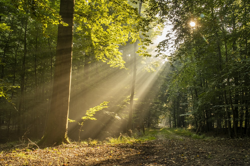 arbres verts et feuilles séchées brunes pendant la journée