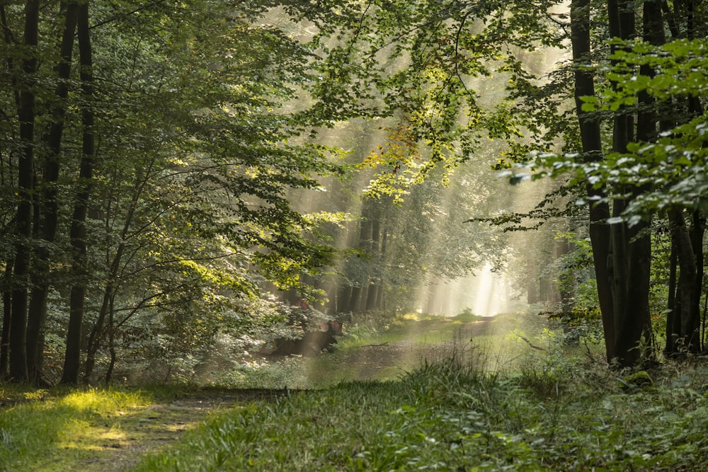 green grass and trees during daytime