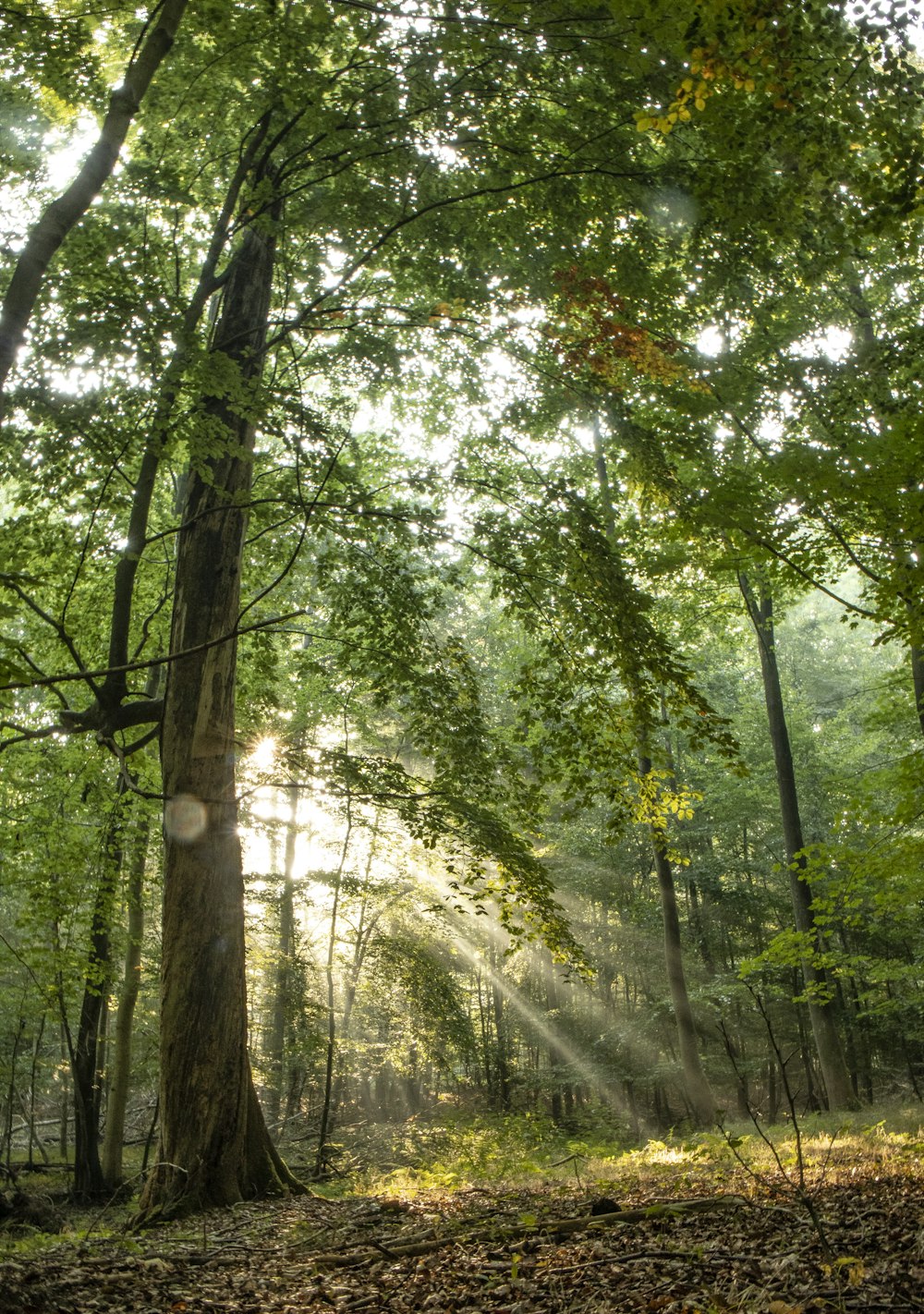 Grüne Bäume unter sonnigem Himmel