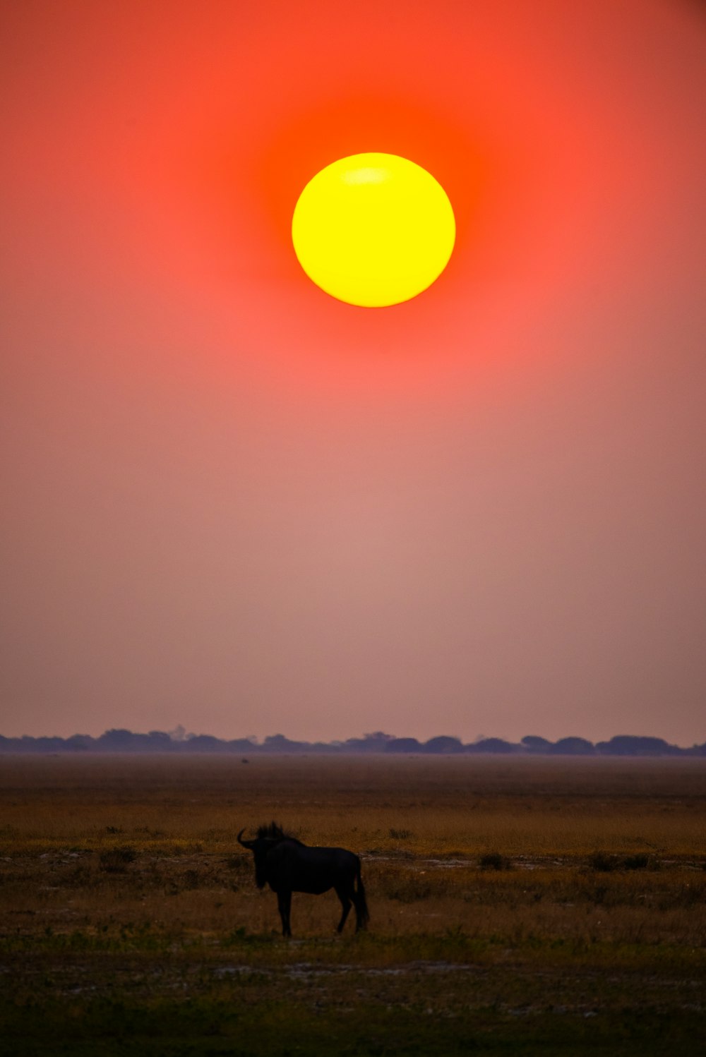 cheval noir sur un champ brun au coucher du soleil