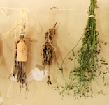 green plant on white wall