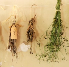 green plant on white wall