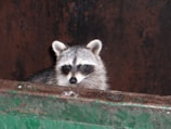 black and white fox on brown wooden table